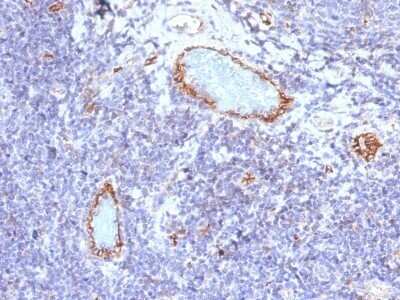 Immunohistochemistry-Paraffin: Von Willebrand Factor Antibody (VWF/1465) [NBP2-53314]