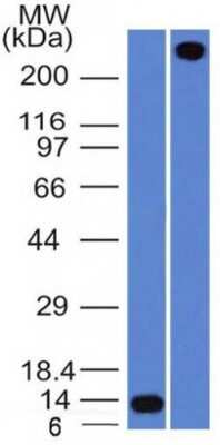 Western Blot: Von Willebrand Factor Antibody (VWF/1859R) [NBP3-07217]