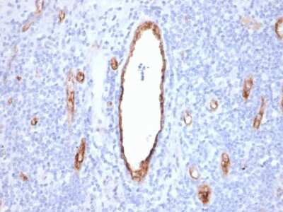 Immunohistochemistry-Paraffin: Von Willebrand Factor Antibody (VWF/2480) [NBP3-07199]