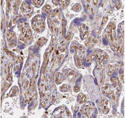 Immunohistochemistry-Paraffin: WASF2 Antibody [NBP2-37912]
