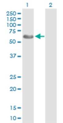 Western Blot: WASF3/WAVE3 Antibody [H00010810-D01P]