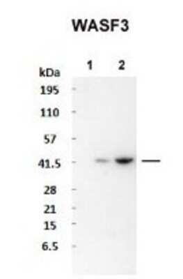 Western Blot: WASF3/WAVE3 Antibody [NBP1-54992]