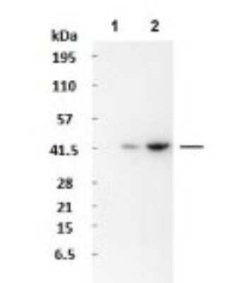 Western Blot: WASF3/WAVE3 Antibody [NBP1-54992]