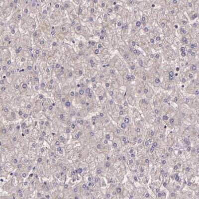 Immunohistochemistry-Paraffin: WASHC1 Antibody [NBP1-90464]