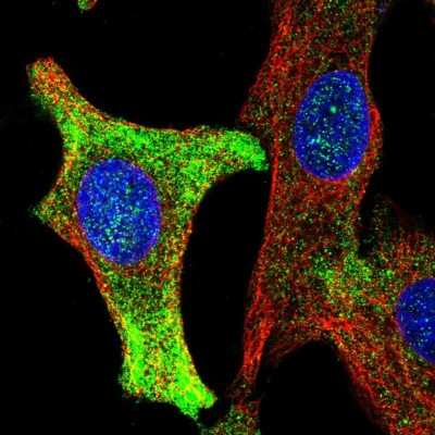 Immunocytochemistry/ Immunofluorescence: WBP1 Antibody [NBP2-31660]