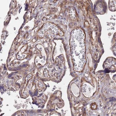 Immunohistochemistry-Paraffin: WDFY3 Antibody [NBP2-48910]
