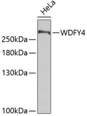 Western Blot: WDFY4 AntibodyAzide and BSA Free [NBP2-93284]