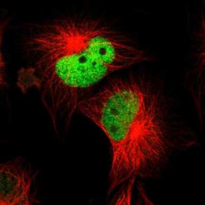Immunocytochemistry/ Immunofluorescence: WDHD1 Antibody [NBP1-89091]