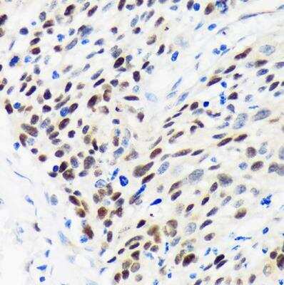 Immunohistochemistry-Paraffin: WDHD1 Antibody - Azide and BSA Free [NBP2-93674]