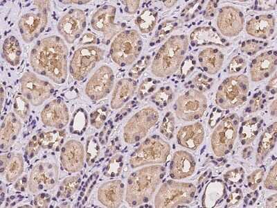 Immunohistochemistry-Paraffin: WDR1 Antibody [NBP2-98001]