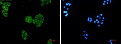 Immunocytochemistry/ Immunofluorescence: WDR1 Antibody (S01-6D6) [NBP3-19802]