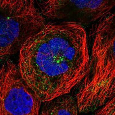 Immunocytochemistry/ Immunofluorescence: WDR11 Antibody [NBP1-89930]
