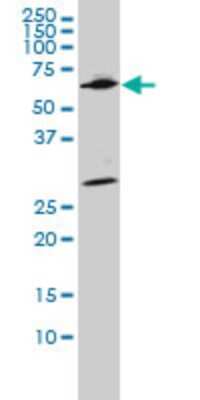 Western Blot: WDR20 Antibody (2A6) [H00091833-M02]