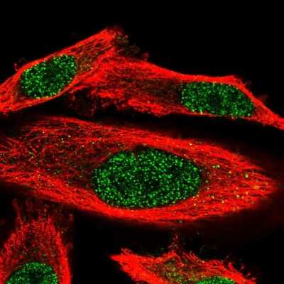 Immunocytochemistry/ Immunofluorescence: WDR25 Antibody [NBP1-93467]