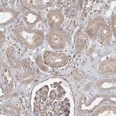 Immunohistochemistry-Paraffin: WDR37 Antibody [NBP1-81449]