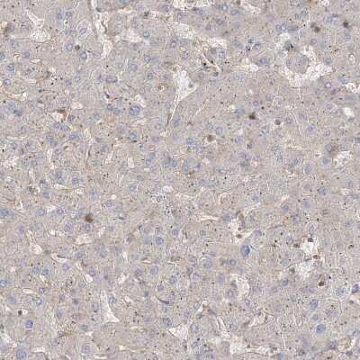 Immunohistochemistry-Paraffin: WDR37 Antibody [NBP1-81449]