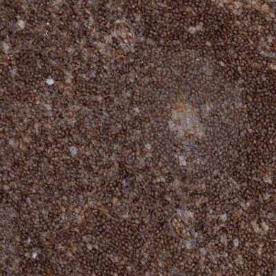 Immunohistochemistry-Paraffin: WDR37 Antibody [NBP1-81449]
