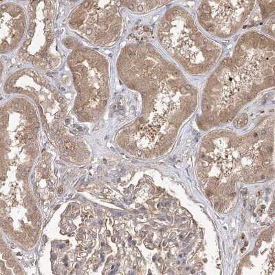 Immunohistochemistry-Paraffin: WDR37 Antibody [NBP1-81450]