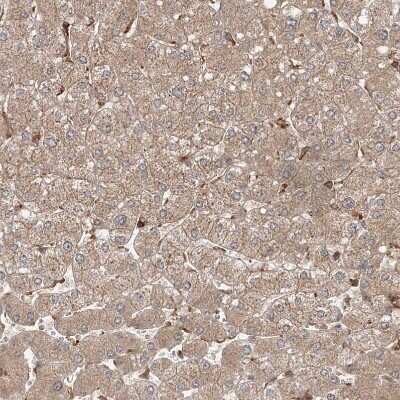 Immunohistochemistry-Paraffin: WDR37 Antibody [NBP1-81450]