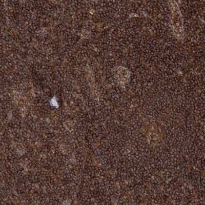 Immunohistochemistry-Paraffin: WDR37 Antibody [NBP1-81450]