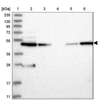 Western Blot: WDR37 Antibody [NBP1-81450]