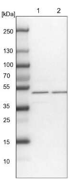 Western Blot: WDR37 Antibody [NBP1-81450]