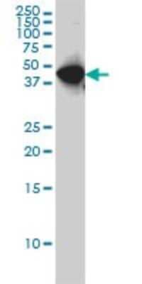 Western Blot: WDR4 Antibody (1F9) [H00010785-M01]