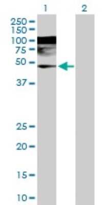 Western Blot: WDR4 Antibody [H00010785-D01P]