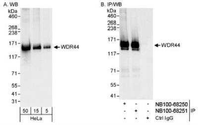 Western Blot: WDR44 Antibody [NB100-68250]