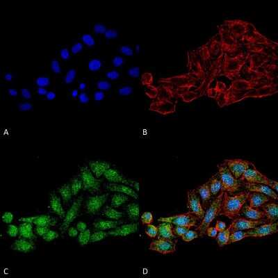 Immunocytochemistry/ Immunofluorescence: WDR45 Antibody [NBP3-18255]