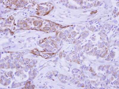 Immunohistochemistry-Paraffin: WDR49 Antibody [NBP2-20894]