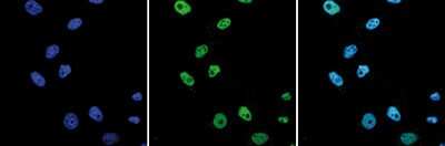 Immunocytochemistry/ Immunofluorescence: WDR5 Antibody [NBP3-18669]