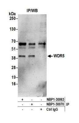 Immunoprecipitation: WDR5 Antibody [NBP1-30063]
