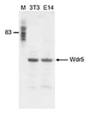 Western Blot: WDR5 Antibody [NBP3-18672]