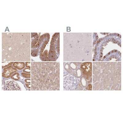 Immunohistochemistry-Paraffin: WDR54 Antibody [NBP1-82275]