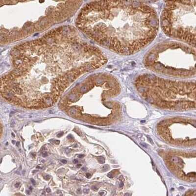 Immunohistochemistry-Paraffin: WDR54 Antibody [NBP1-82275]