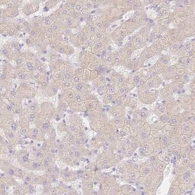 Immunohistochemistry-Paraffin: WDR54 Antibody [NBP2-38705]