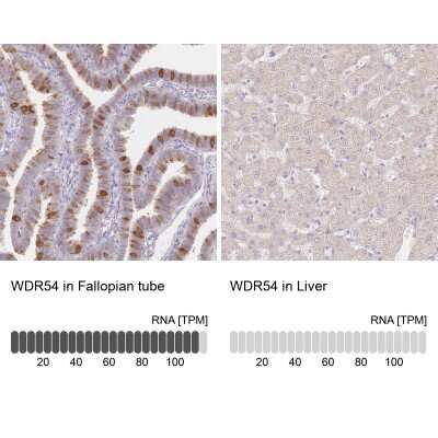 Immunohistochemistry-Paraffin: WDR54 Antibody [NBP2-38705]