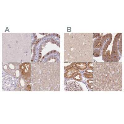 Immunohistochemistry-Paraffin: WDR54 Antibody [NBP2-38705]