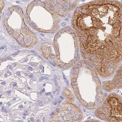 Immunohistochemistry-Paraffin: WDR54 Antibody [NBP2-38705]