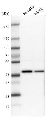 Western Blot: WDR57 Antibody [NBP1-92585]