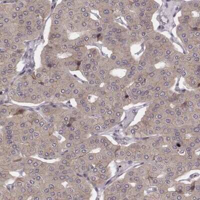 Immunohistochemistry-Paraffin: WDR59 Antibody [NBP2-57508]