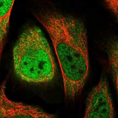 Immunocytochemistry/ Immunofluorescence: WDR61 Antibody [NBP1-80844]