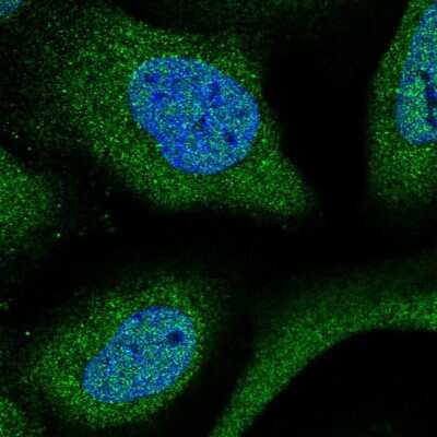 Immunocytochemistry/ Immunofluorescence: WDR61 Antibody [NBP1-80845]
