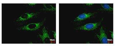 Immunocytochemistry/ Immunofluorescence: WDR61 Antibody [NBP2-20896]