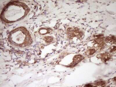 Immunohistochemistry: WDR61 Antibody (OTI4C4) - Azide and BSA Free [NBP2-74866]
