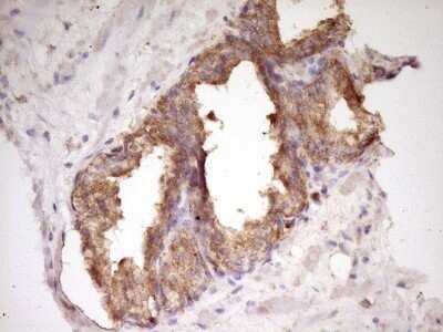 Immunohistochemistry: WDR61 Antibody (OTI4C4) - Azide and BSA Free [NBP2-74866]