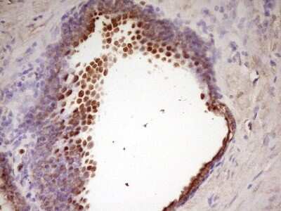 Immunohistochemistry: WDR61 Antibody (OTI4C4) - Azide and BSA Free [NBP2-74866]