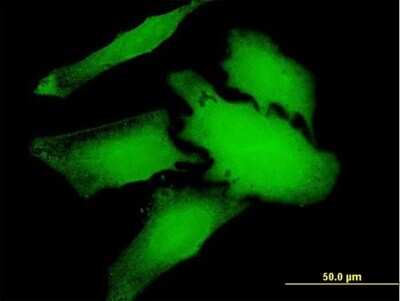 Immunocytochemistry/ Immunofluorescence: WDR66 Antibody [H00144406-B01P]