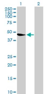 Western Blot: WDR67 Antibody [H00093594-B01P]